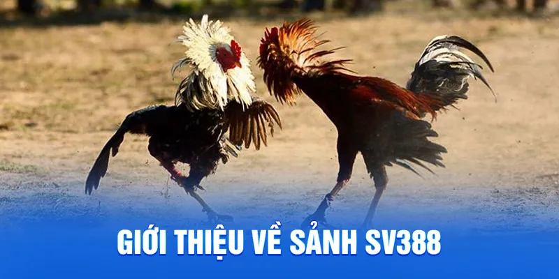 Sảnh SV388 - Sảnh Đá Gà Trực Tuyến Uy Tín Hàng Đầu Châu Á 1 Giới thiệu về sảnh SV388